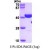 SDS-Page: PARP Protein [NBP1-37088] - PARP1, 39.6 kDa (354aa), confirmed in MALDI-TOF with a purity of 95% by SDS - PAGE
